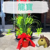 龍寶牧草🔥現貨速出🔥王爺馬草 拜拜專用牧草 馬草 犒賞兵將 五營大將 玄天上帝 三太子 廣澤尊王 關聖帝君 土地公 關公