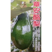 雲秀水果苗-章安早生酪梨4吋半盆嫁接苗