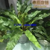 彷真綠色植物鳥巢蕨葉過膠手感綠植軟裝擺放飯廳造景裝飾配材蕨類葉子