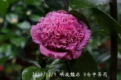 台中茶花- 埃及豔后 -(原棵茶花)- ㄉ259