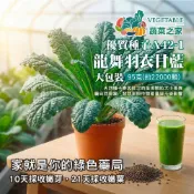 【蔬菜之家】大包裝00A42-1 龍舞羽衣甘藍種子 95克(約22000顆) 義大利進口 快速採收 苗菜 寶寶菜 生菜沙