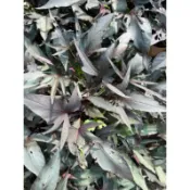 稀少品種-紫色五爪地瓜葉枝條（無根）｜現剪紫色地瓜葉枝條 /可食用/養生泡茶（滿百出貨）