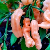 淘花運種業🌶️（哈瓦那桃紅 辣椒種子）🌶️新種上市 （辣）高度約為60CM 果實芳香 高產可觀賞可食用辣椒種子