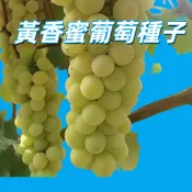 【黃香蜜葡萄種子】台灣黃金葡萄 自種盆栽陽台果樹 居家園藝 簡單種植 發芽快速 新鮮種籽 家庭適用