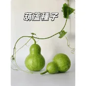 葫蘆種子 快速出貨 菜葫蘆 觀賞葫蘆 手撚小葫蘆 爬藤植物 四季可種 台灣現貨 易種好養 庭院陽台 綠籬盆栽 可食用文玩