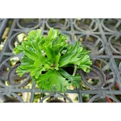 鹿角山蘇 卷柏 角山蘇 蕨類植物 蕨類 山蘇 爆炸頭山蘇 觀葉植物 眼鏡蛇山蘇