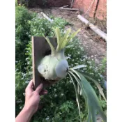 北猴鹿角蕨-正側芽非組培