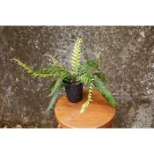 蕨對蘭得-短柄卵果蕨 蕨類 觀葉植物 雨林植物