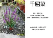 心栽花坊-千曲菜/千屈菜/千曲花/5吋/綠化植物/觀花植物/售價150特價120