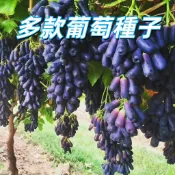 【多款葡萄種子】台灣常見品種 巨峰 蜜紅 黑后 自種盆栽 家庭園藝 易種發芽快 陽台種植 新手適用