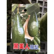 黑美人酪梨 拇指酪梨 無售果實 售種植樹苗 無籽酪梨 A花 小黃瓜酪梨 嫁接苗 盆栽 清進一號 大內早生 無子 清進1號