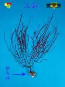 寶物石坊】新刊登~天然海樹~海鐵樹~編號1048~沒加工處理~寄居蟹攀爬~魚缸造景~室內擺設~裝飾道具~diy材料＃貝殼