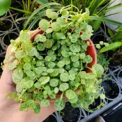 億時代園藝+海龜串椒草 3吋盆