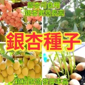 🔥銀杏種子🍓新採銀杏樹種子 果園庭院種植 水果種子 可食用白果種子 四季種植白果公孫樹 台灣相思樹