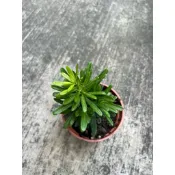 🪴綠植田園🪴金鑽羅漢松/羅漢松/3寸盆/觀葉植物