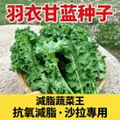 【羽衣甘藍種子 減脂蔬菜王】羽衣芥藍種子 粒粒精選 抗氧減脂 居家園藝蔬菜沙拉 羽衣甘藍種子 陽台蔬菜種子