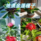 【地湧金蓮種子】台灣地金蓮盆栽花卉種子 易種植發芽快 觀葉觀花植物 室內陽台庭院皆可種植 新手適用  新手易種植