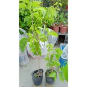 霏霏園藝   長果桑椹一棵特價240元4吋盆