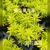 初花農場|黃金萬年草|黃金松葉景天|黃金佛甲草|多肉植物|3吋盆|全日照或半日照皆可|因為露養會有些許葉傷為正常狀況
