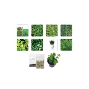 【蔬菜工坊】草皮類種子系列-各包裝數量詳見內文及圖片(百喜草 類地毯草 假儉草 百慕達草)