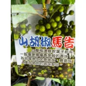 馬告  山胡椒 ｜3吋苗植袋～實生苗 /可食用香料植物，全株可以食用⋯