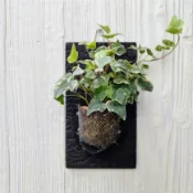 Wabisa植物掛板 | 百萬心-常春藤-鹿角山蘇 | ALMA奧瑪燒杉板---