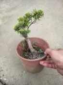 芳苑樹花苗農場：金鑽羅漢松