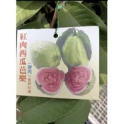 ★綠霖園藝★紅肉西瓜芭樂靠接苗高度60公分 觀賞植物/新興果樹/水果樹苗/新興果樹/果苗/嫁接/植物/盆栽