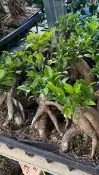 人參榕3 吋盆2023/12月實物拍攝室內植物 觀葉植物 綠化植物