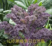 菜根園-紫紅捲葉羽衣甘藍種子20粒50元