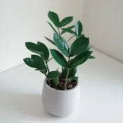 ｜有村植物｜金錢樹 發財樹 金幣樹 招財納福 風水擺件 淨化空氣 室內植物