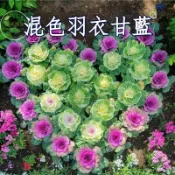 🔥蝦皮熱銷🔥【🥬混色羽衣甘藍種子】隔日達 沙拉 生食 多次採收 耐寒 陽台盆栽 家庭菜園 易種好活 高發芽率 四季可播