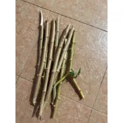 黃金樹薯 枝條/金鳳薯 枝條/無農藥樹薯枝條