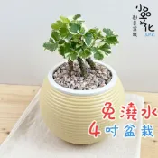 (店+)白雪福祿桐【現貨】4吋燈籠免澆水盆栽 室內植物 室內盆栽 懶人盆栽 水培植物 水培盆栽 室內盆栽 觀葉植物