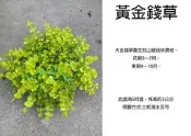 心栽花坊-黃金錢草/大金錢草/蜈蚣草/5吋/綠化環境/草本植物/售價150特價120