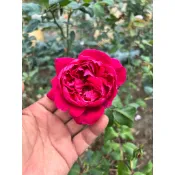 大花月季四吋盆四季開花