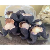 2026最新一季💪新鮮現煮！帶殼熟菱角、生菱角、菱角仁｜秋季限定香Q美味