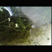 妞妞花園 水族 水草 陽明柳 1條1元