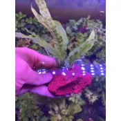 【林美美水族】鐵皇冠陰性水草 陰性草中景草 【單盆】蕨類植物 不需要二氧化碳 耐熱 不需co2 新手水草 水生植物 簡易