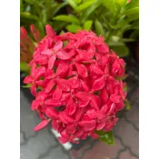 ❤ 不限金額出貨 ❤療癒語過天晴🌞觀葉植物&【洋紅仙丹花】