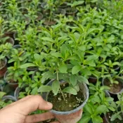 甜菊 四季盆栽多年生可食用香草盆栽 甜葉菊 3吋