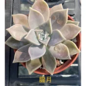 可食多肉植物-朧月（穴盤苗不附花）-慈碩農場嚴選渡夏品種