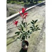 霏霏園藝紅芽石楠5-6吋200元原價240元