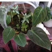 開心農元-觀葉植物- 黑金蔓綠絨 熱門 IG 網紅 文青必備 雨林植物