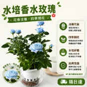 現貨【水培土培皆適用】稀有玫瑰花苗 香水玫瑰 月季花苗 大花薔薇盆栽 陽台綠植 濃香花卉 耐寒耐熱 新手好養