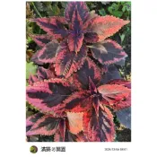滿築觀葉彩葉草（51）