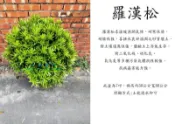 心栽花坊-羅漢松/8吋/60公分/圓球造型/造型樹/綠化環境/綠籬植物/售價1600特價1400