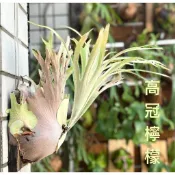 特價鹿角蕨側芽/銀鹿/紅雀/北猴/雷電/月光/爪哇/PUMULA//不定時更新
