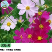 🌼【懶人花海 速成首選】波斯菊種子 混合色 大花波斯菊 新手必種 野花景觀 陽台花壇 蜜源植物 四季可播