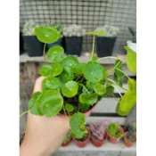 金錢草/圓幣草/很好種植